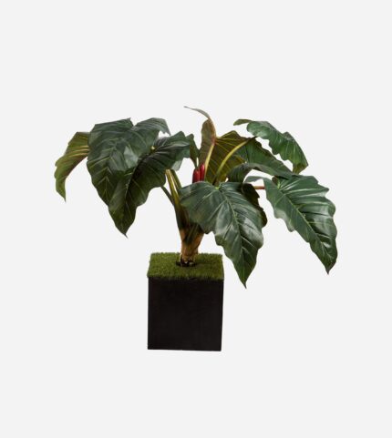 GIANT ALOCASIA