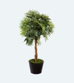 PARLOUR PALM TREE